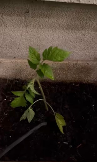 Ce face Andreea Marin seara in gradina casei sale 6