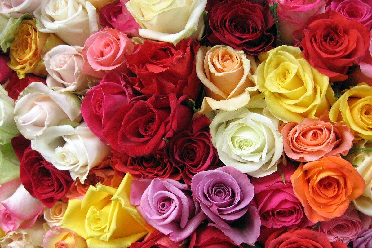Ce semnificatie au trandafirii, in functie de culoare