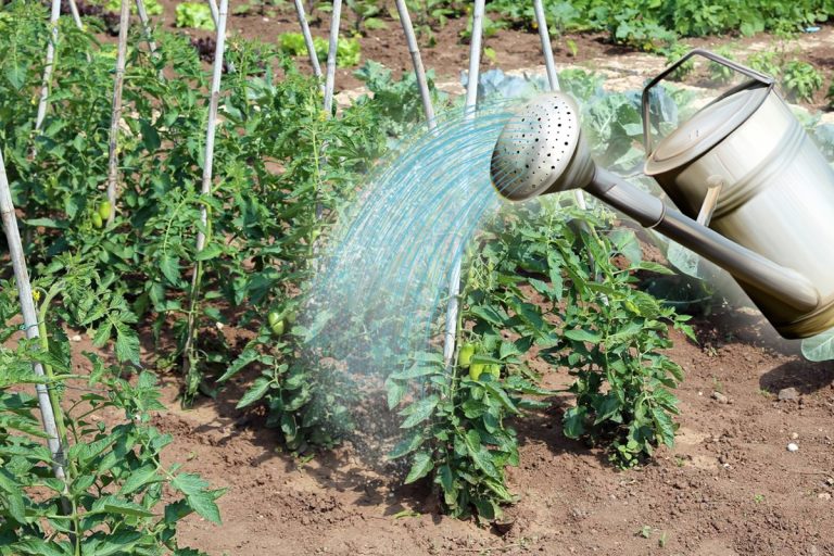 Cu ce să uzi roșiile pentru o recoltă bogată. Amestecul minune, care este ușor și simplu de pregătit