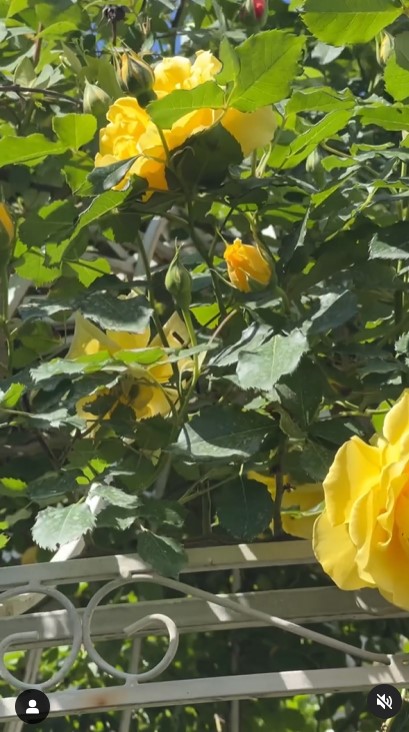 Imagini incredibil de frumoase din gradina Andreei Marin 1