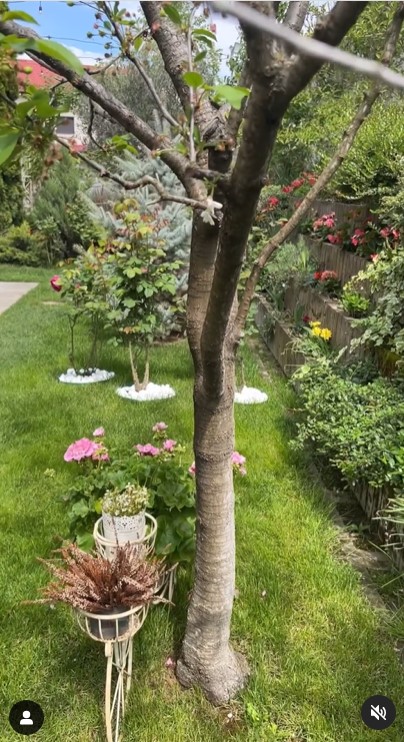 Imagini incredibil de frumoase din gradina Andreei Marin 10