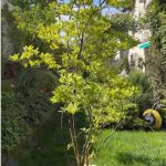 Imagini incredibil de frumoase din gradina Andreei Marin 2