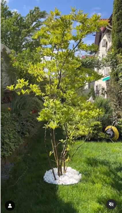 Imagini incredibil de frumoase din gradina Andreei Marin 2