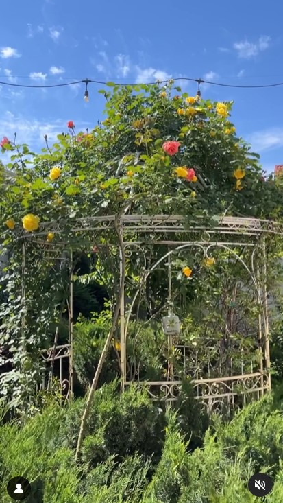 Imagini incredibil de frumoase din gradina Andreei Marin 4