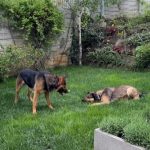 Imagini incredibil de frumoase din gradina Andreei Marin 6