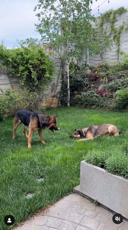 Imagini incredibil de frumoase din gradina Andreei Marin 6