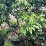 Imagini incredibil de frumoase din gradina Andreei Marin 7