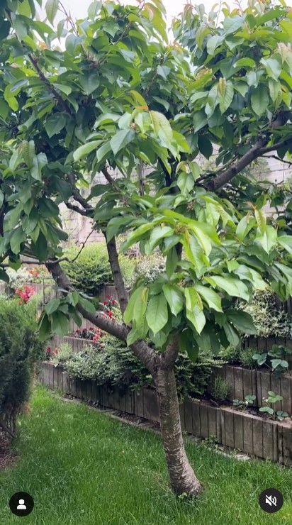 Imagini incredibil de frumoase din gradina Andreei Marin 7