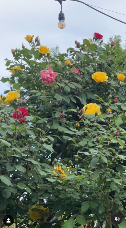 Imagini incredibil de frumoase din gradina Andreei Marin 8