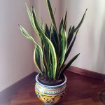 3 plante care purifica aerul din casa 1