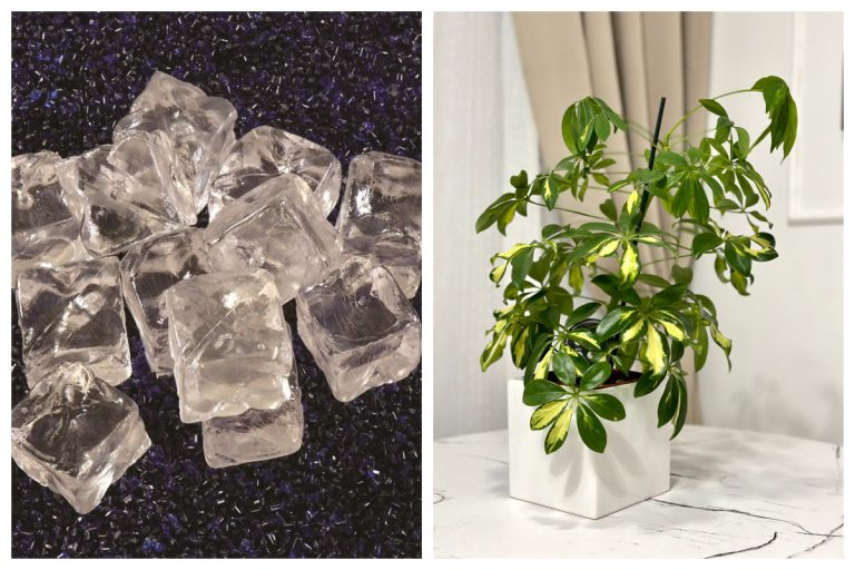 Este bine să pui cuburi de gheață în ghiveciul cu flori? Experții în grădinărit au spus adevărul