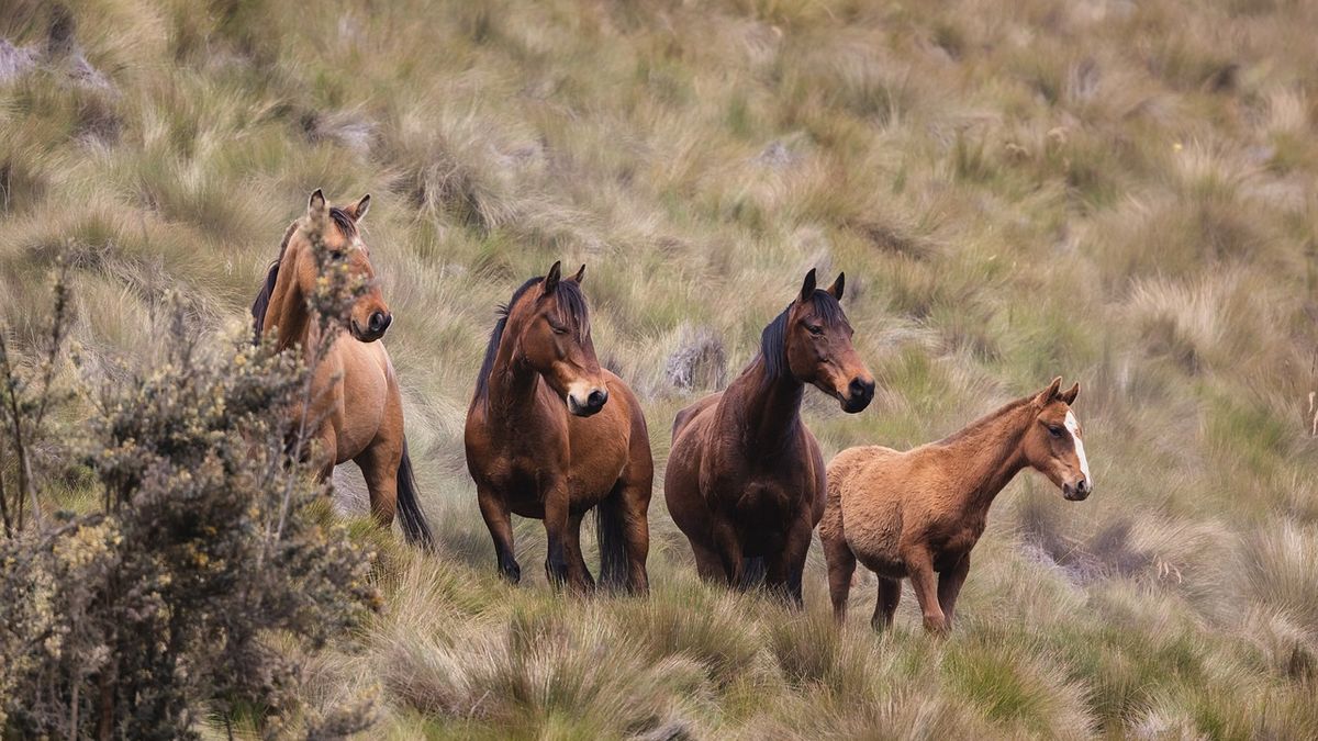 Paștele Cailor 2024: semnificație, obiceiuri și tradiții