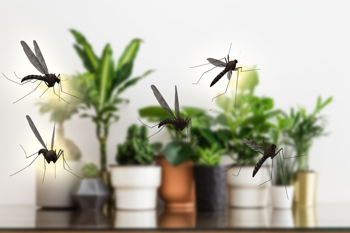 10 plante de apartament care țin la ditanță muștele și țânțarii. Scapi de problema insectelor dacă le ai în casă