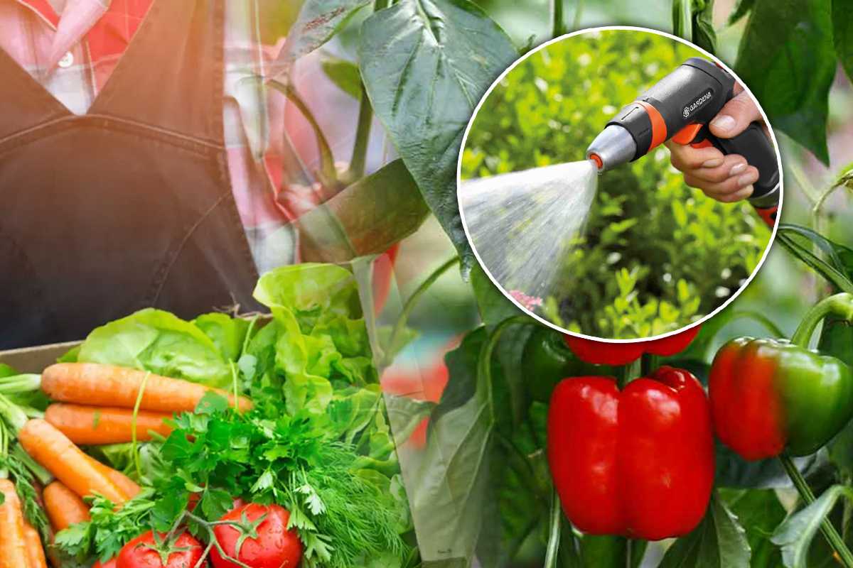 Ce lucrări se fac în grădină în luna august