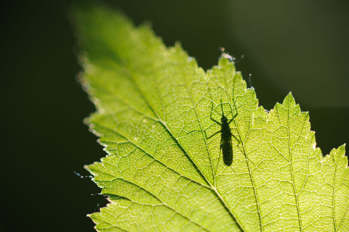 Planta care tine mustele si tantarii la distanta