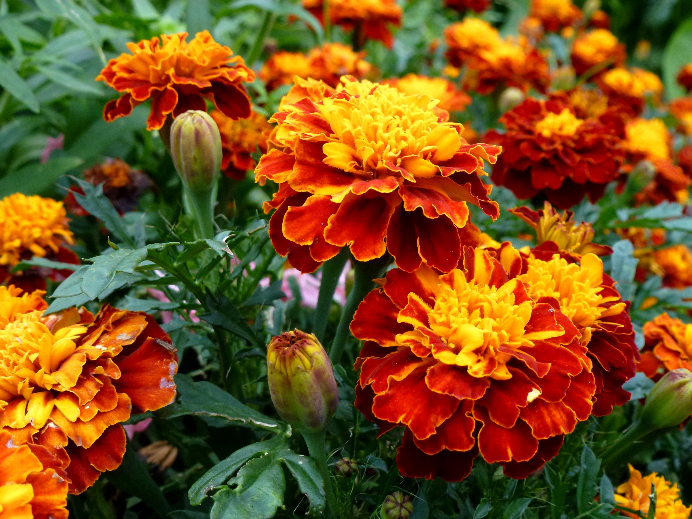 Planta care tine mustele si tantarii la distanta