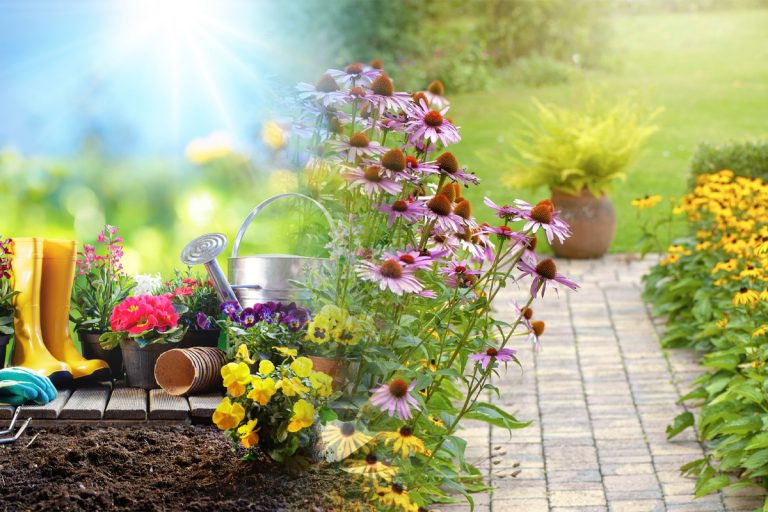 Plante rezistente la căldură. Îți transformă grădina într-un colț de rai, ce trebuie să știi despre îngrijirea lor