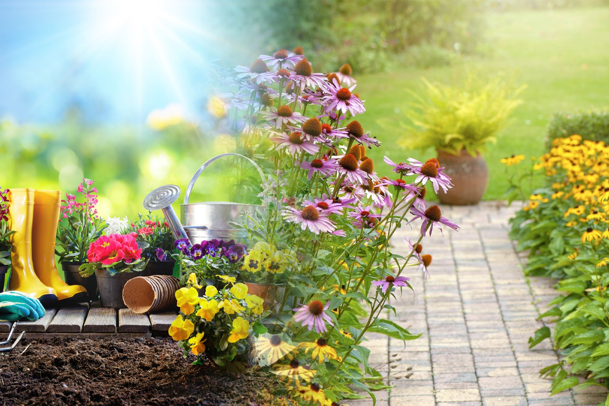 Plante rezistente la căldură. Îți transformă grădina într-un colț de rai, ce trebuie să știi despre îngrijirea lor