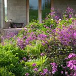 Plantele care stralucesc noaptea 1