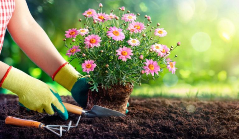 Ce flori poți planta în grădină în luna august. Înfloresc până când dă gerul