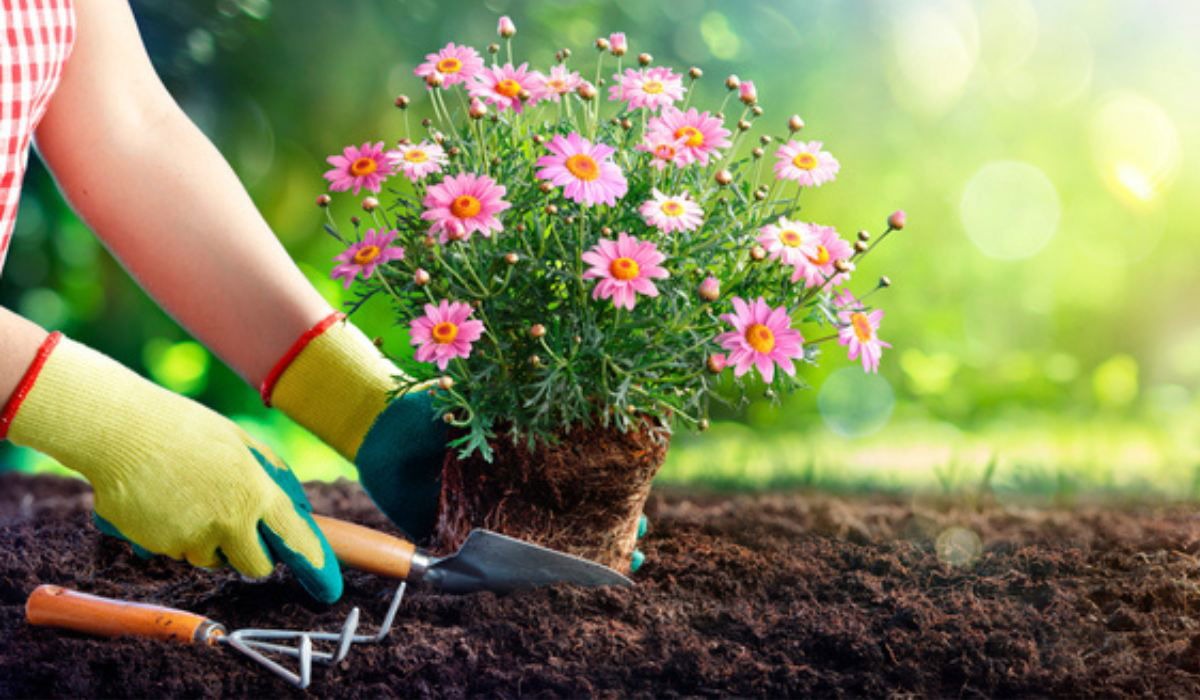 Florile pe care le poți planta în luna august