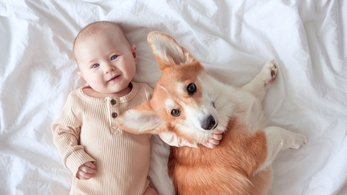 Este sigur să ai animale de companie lângă tine în timpul sarcinii?