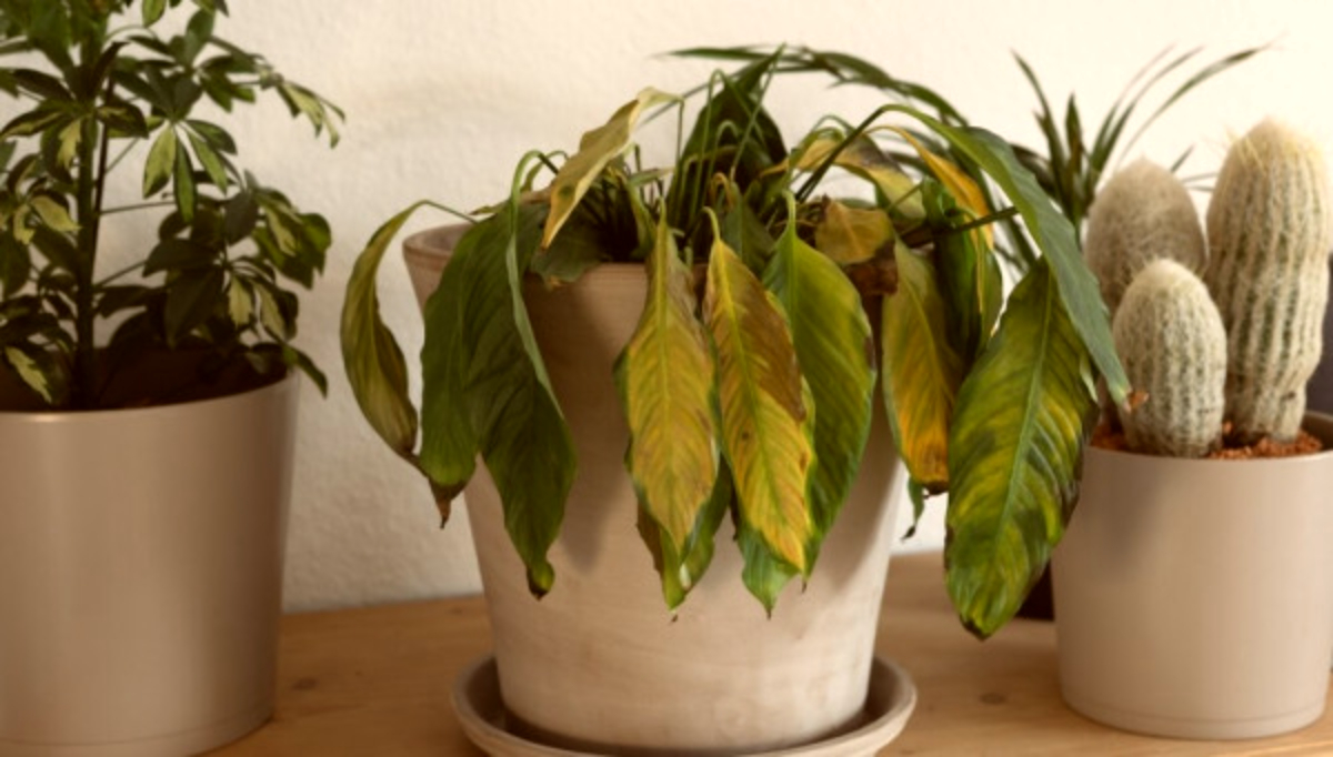 Ce faci cu florile ofilite