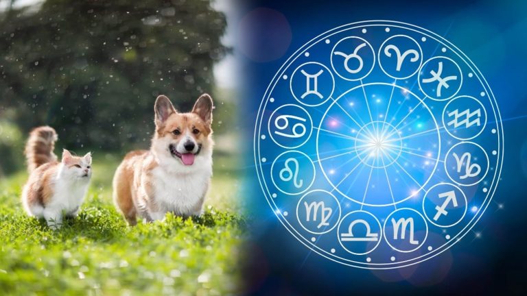 Ce animal de companie e bine să ai, în funcție de zodie