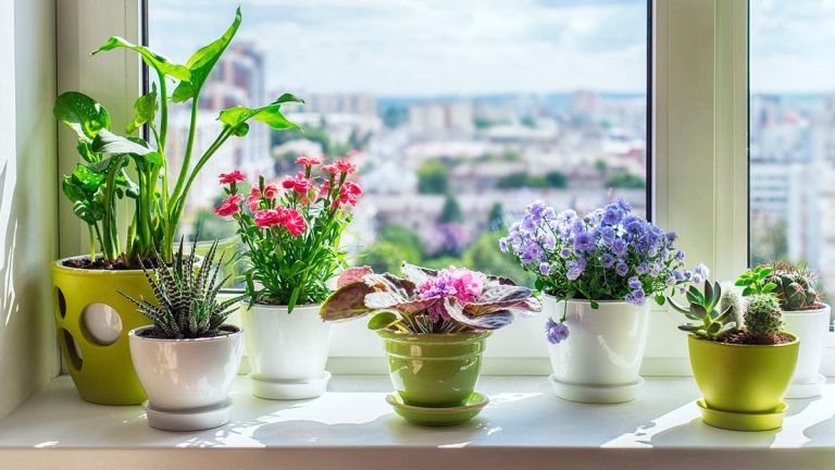 Ce flori de apartament rezistă la temperaturi scăzute