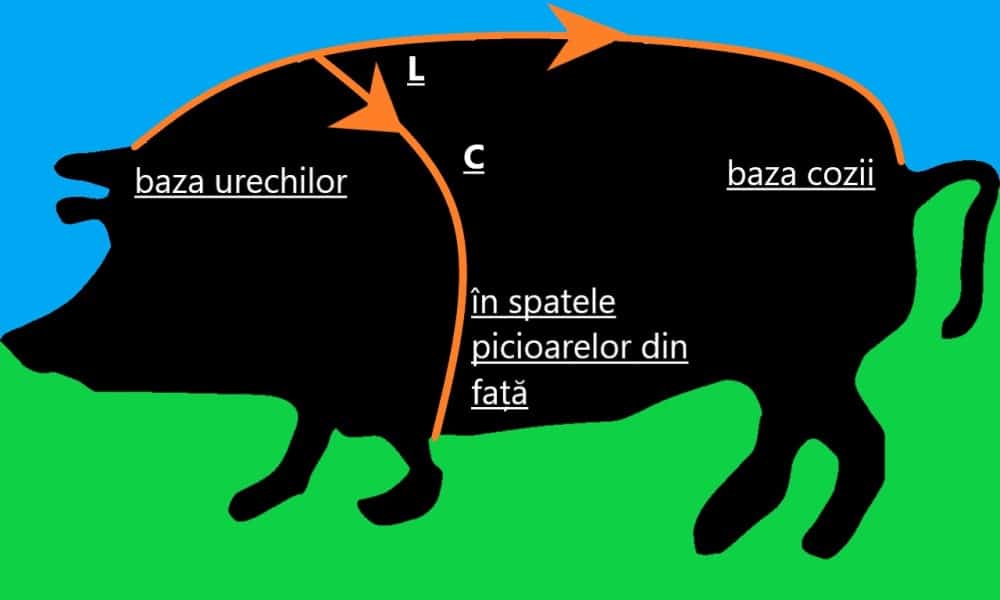 Fii foarte atent cum măsori porcul pentru a obține valorile corecte