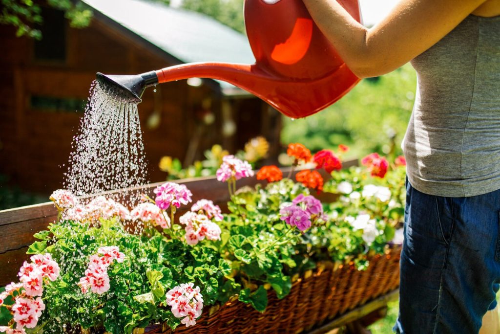Ce temperatură trebuie să aibă apa cu care uzi florile