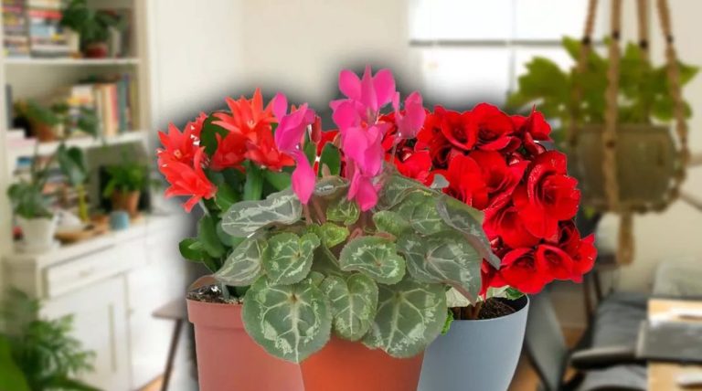 Ce flori de apartament îți poți cumpăra primăvara aceasta pentru o casă plină de culoare și miresme