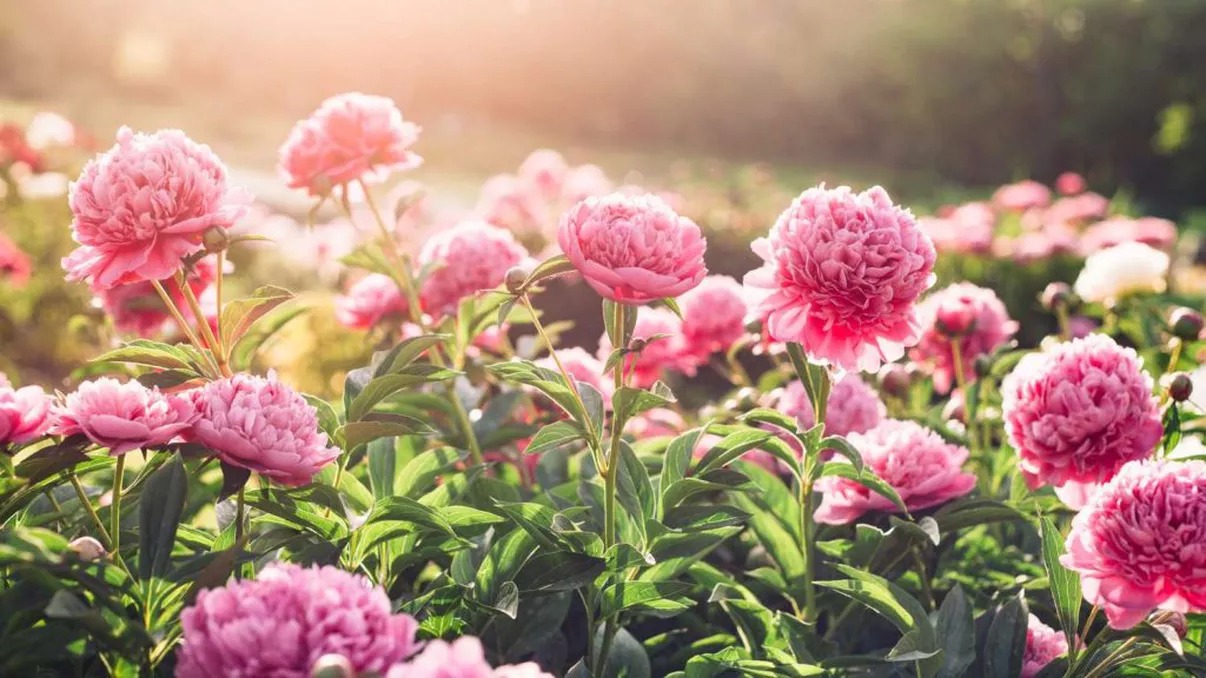 Ce flori poți planta în luna februarie