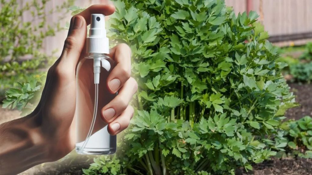 Cum poți elimina coropișnițele din grădină