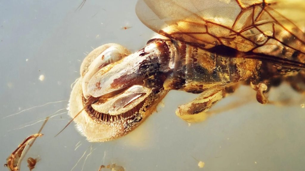 Descoperire uluitoare