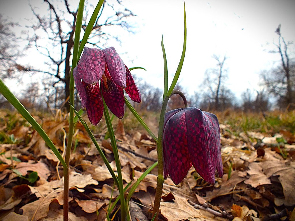 Cele mai rare flori din România