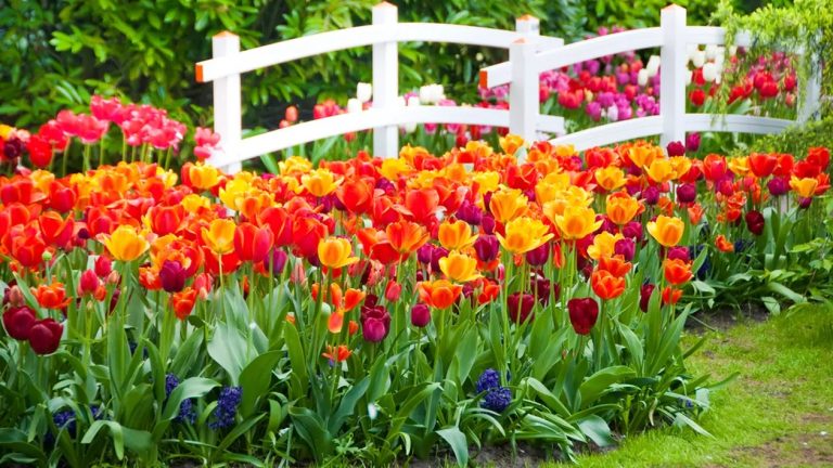 Cum îngrijești bulbii de lalele după ce florile s-au scuturat. Trucul folosit de bunici