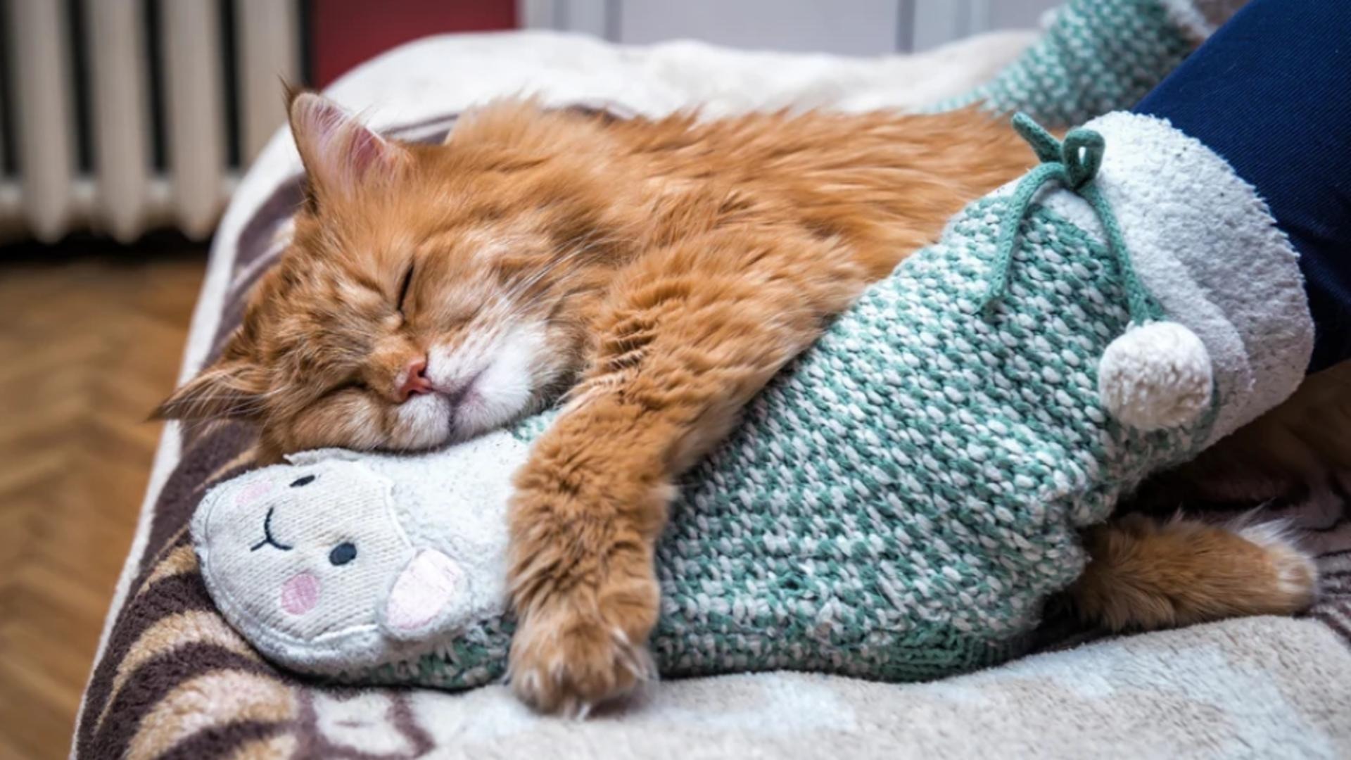 De ce pisicile aleg să doarmă la picioarele tale