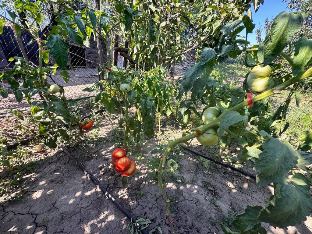 Anumite legume nu trebuie să fie plantate lângă roșii