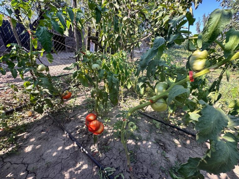 Ce nu trebuie să plantăm lângă roșii, în grădină, pentru a nu compromite răsadurile