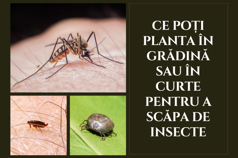 Ce poți planta în grădină sau în curte pentru a scăpa de căpușe, purici și țânțari