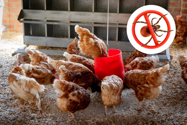 Cu ce trebuie stropit cotețul pentru a ține paraziții la distanță? Secretul bunicilor împotriva păduchilor la găini