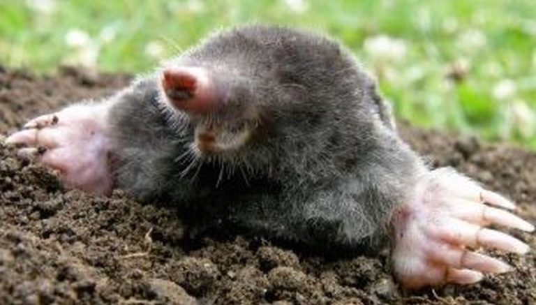 Metode ingenioase pentru alungarea cârtițelor: ce punem în grădină pentru a scăpa de ele fără să le rănească