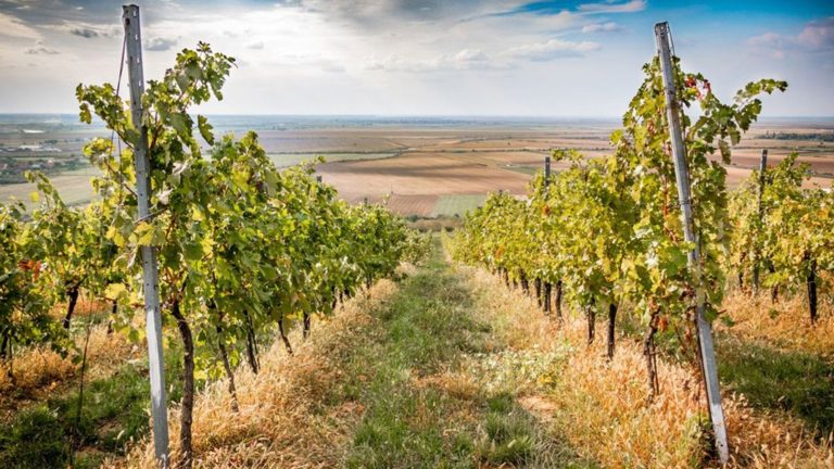 Ploi cu gheață în sudul României. Viile au fost distruse de grindină în câteva minute