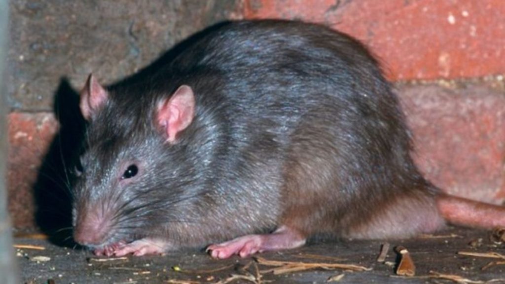 Cum scapi de șoareci fără otravă