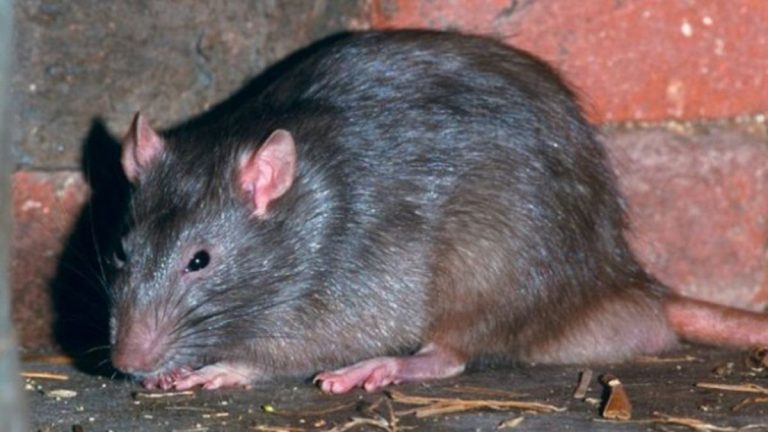 Soluția naturală care alungă șoarecii și șobolanii. Rețeta ungurească folosită în gospodării