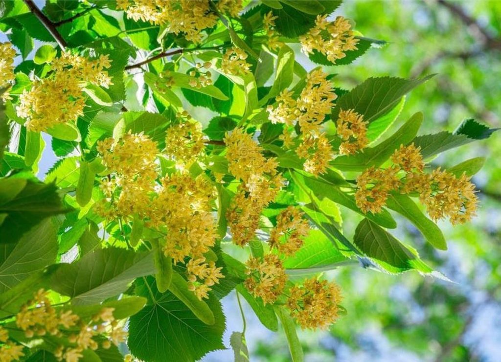 Când și cum se culeg florile de tei pentru ceaiuri parfumate iarna