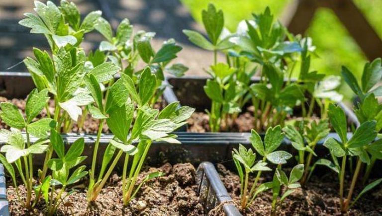 Ce să pui la rădăcina leușteanului în iunie pentru o recoltă bogată anul viitor. Sfaturi din grădina tradițională