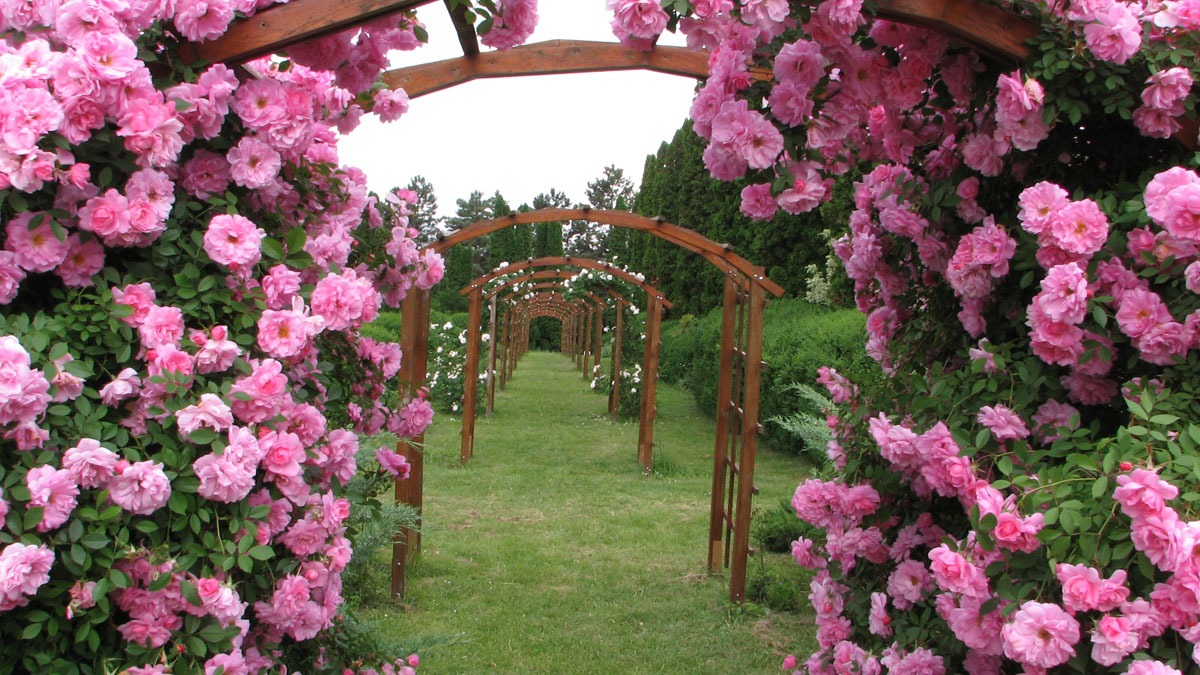 Grădina botanică a trandafirilor