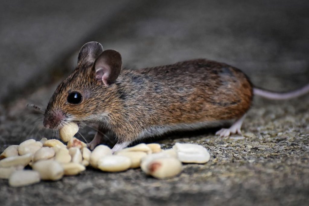 Cum scăpăm de rozătoare